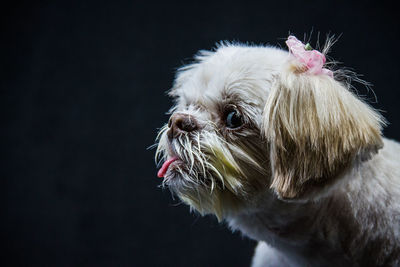 Close-up of dog looking away