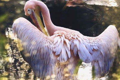 Pelican on pond