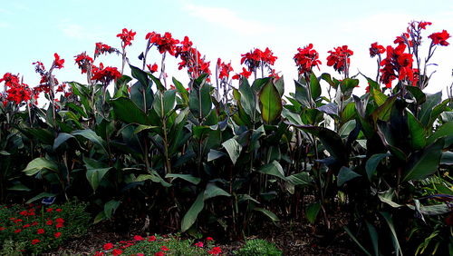 Close-up of red flowers growing in park