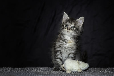 Cats baby sitting in front of black background.