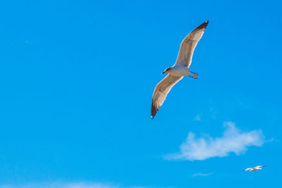 Low angle view of seagulls flying in sky