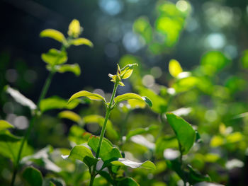 Close-up of plant growing on field