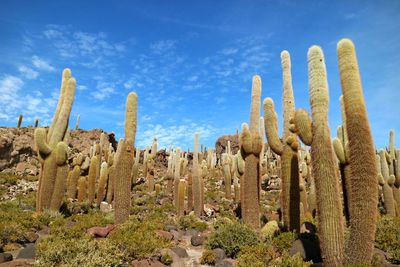 Uncountable giant cactus against sunny blue sky, isla del pescado in the middle of uyuni salt flats
