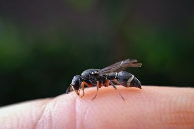 Close-up of insect on hand