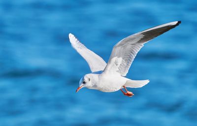 Seagull flying over sea