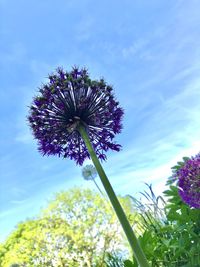 Low angle view of flowering plant against blue sky