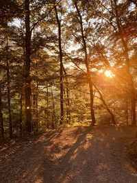 Sunlight streaming through trees in forest