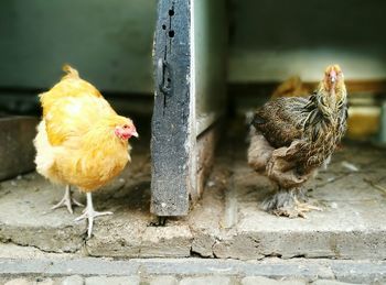 Close-up of roosters