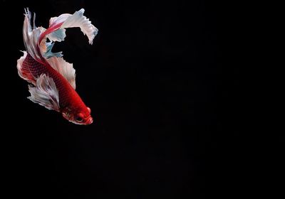 Close-up of fish swimming against black background