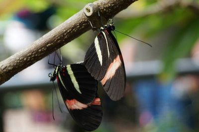 Close-up of butterfly on leaf