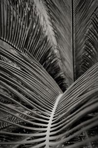 Close-up of palm leaves