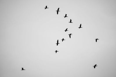 Low angle view of birds flying against clear sky