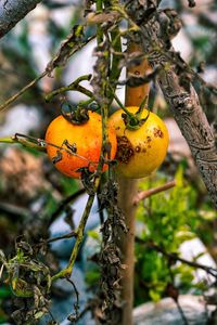 Close-up of orange fruit on tree