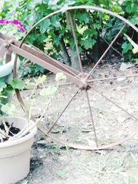 High angle view of lizard on plant