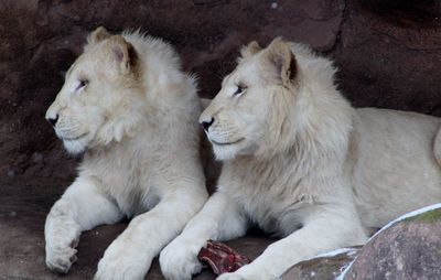 Two white lions