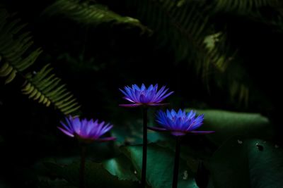 Close-up of purple water lily blooming outdoors