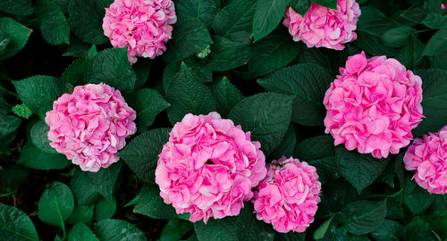 High angle view of pink flowering plants