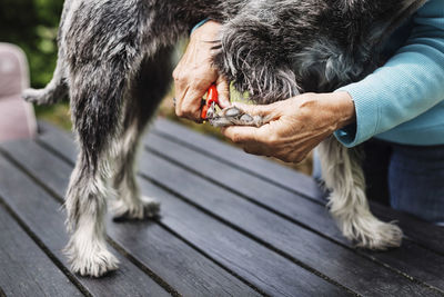 Cropped image of senior woman cutting dog's nails on table