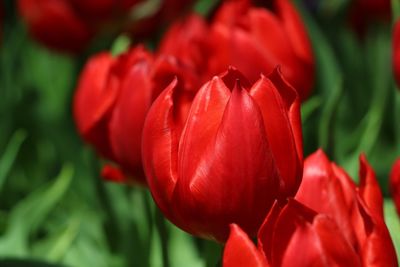 Close-up of red flowers blooming outdoors