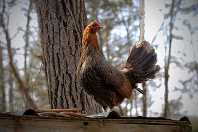 Low angle view of rooster