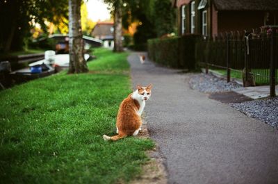 Cat lying on road in city