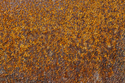 Full frame shot of multi colored rug
