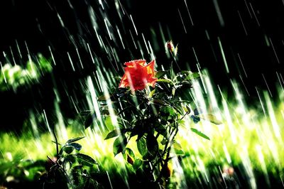 Close-up of flowering plant on field
