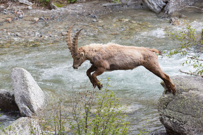 The ibex jump - photo 2