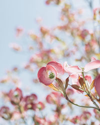 Close-up of pink cherry blossoms in spring