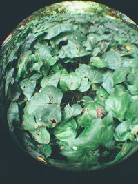 Close-up of green leaves in water