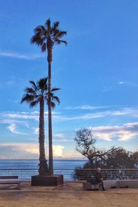 Palm trees on beach