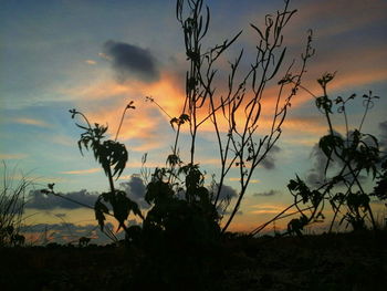 Silhouette plants on landscape against sky during sunset
