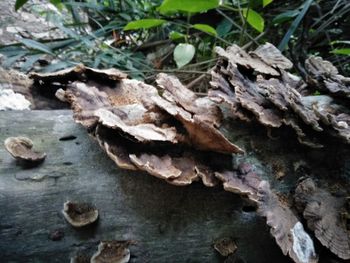 Close-up of dried leaves on tree trunk