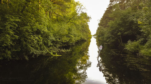 Scenic view of river amidst trees in forest