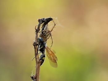 Close-up of insect on leaf