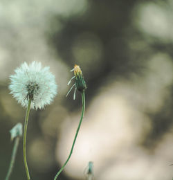 Close-up of white dandelion flower