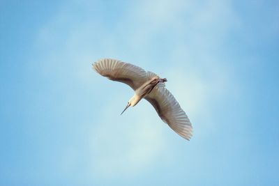 Low angle view of bird flying