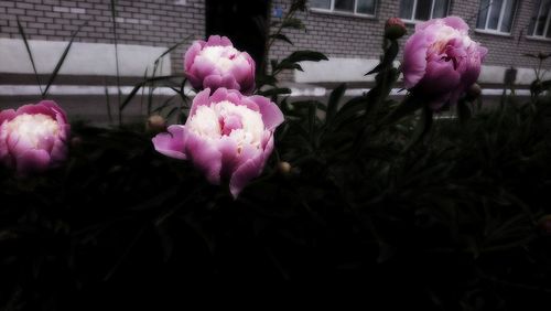 Close-up of pink flowering plant