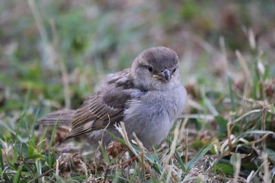 Close-up of bird perching on a field