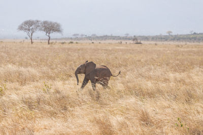 Horse in a field