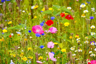 Close-up of purple flowering plants on field