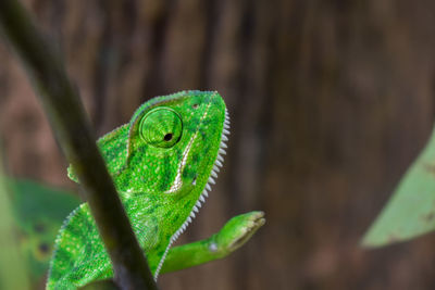 Close-up of a lizard on leaf