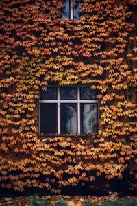 Close-up of window surrounded by ivy in autumn colors 
