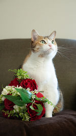 Cat sitting on rose