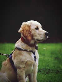 Dog looking away on field