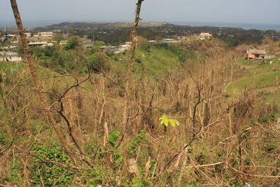 Trees and houses on field against sky