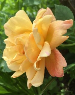 Close-up of yellow rose