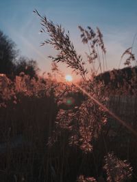 Scenic view of field against sky during sunset