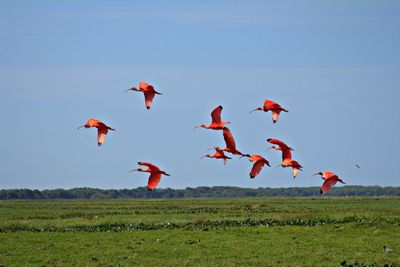 Scarlet ibises flying above grassy landscape
