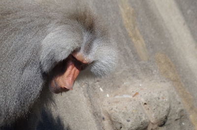 Close-up of cat